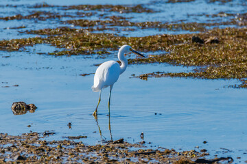 Little Egret hunting in the bay