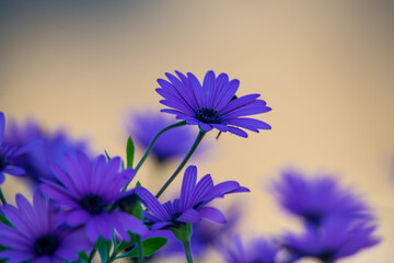 Purple Gazania Flowers blowing in the wind