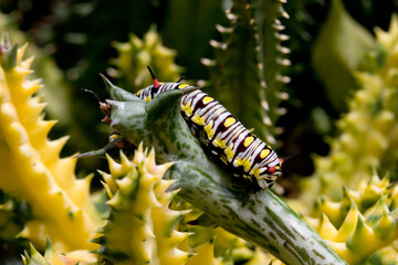 Monarch Caterpillar eating a succulent plant close up, soft-focus image.