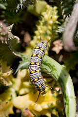 Monarch Caterpillar eating a succulent plant close up, soft-focus image.