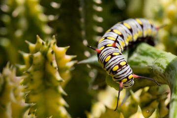 Monarch Caterpillar eating a succulent plant close up, soft-focus image.