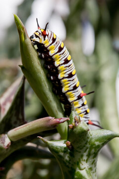 Monarch Caterpillar eating a succulent plant close up, soft-focus image.