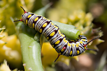 Naklejka premium Monarch Caterpillar eating a succulent plant close up, soft-focus image.