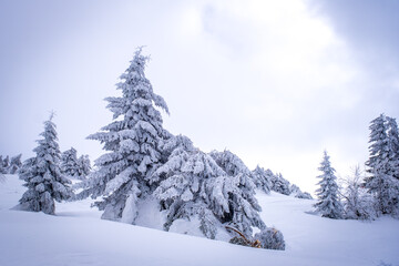 A frosty day is in mountains. Kopaonik National Park, winter landscape in the mountains, coniferous forest covered with snow. Spruce after snowfall