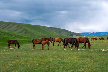 Fototapeta na wymiar Beautiful horses grazing on green mountains, great design for any purposes. Agriculture farming. Beautiful summer season. Countryside nature. Assy plateau, Kazakhstan.