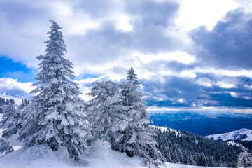 Obraz premium A frosty day is in mountains. Kopaonik National Park, winter landscape in the mountains, coniferous forest covered with snow. Spruce after snowfall
