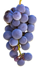 grappe de raisin rouge