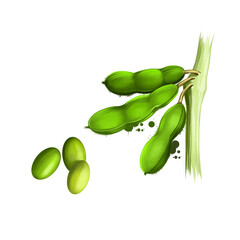Soy beans isolated on white. Glycine max, commonly known as soybean, species of legume grown for edible bean. Digital art illustration. Organic healthy food. Green vegetable. Graphic design element.