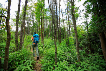 Woman backpacker hiking in summer sunrise forest mountain
