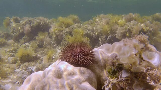 Sea urchin crawling on coral. Burrowing Urchin or Rock-Boring Urchin (Echinometra mathaei)