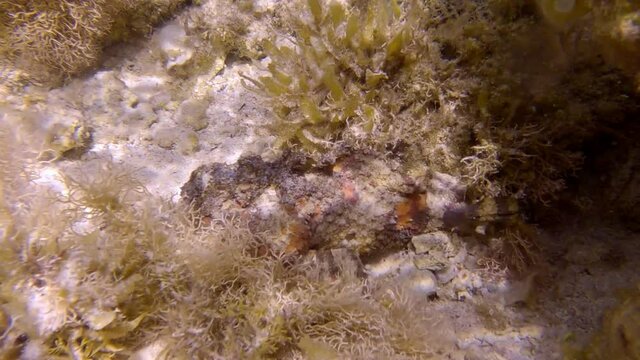 Stonefish lie on sandy seabed among the algae in the sunrays. Reef Stonefish (Synanceia verrucosa). Slow motion