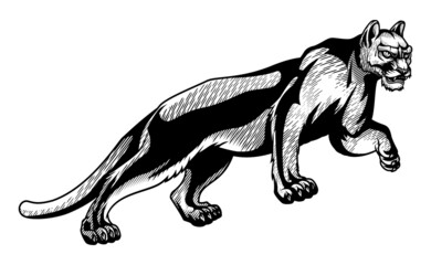 Mountain lion. Vector illustration of cougar in walking pose in engraving technique isolated on white.