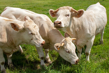 Vaches de race charolaise en pâture	