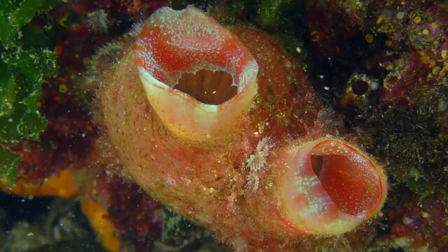 Invasive marine species Giant pink ascidian or Red throated ascidian (Herdmania momus) filters sea water through open siphons.