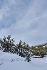 snow covered pine trees