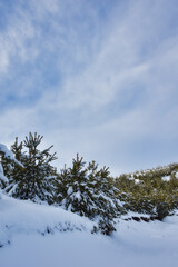 snow covered tree