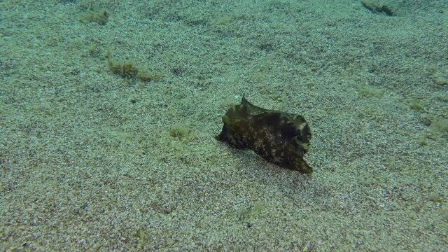 Black sea hare or Mottled seahare (Aplysia fasciata) floats through the water column, then sinks to the sandy bottom.