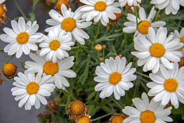 Marguerites blanches en plongée