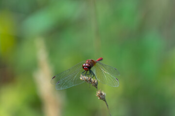 Large red dragonfly sits on a dried blade of grass, closeup macro photo