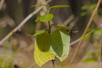 Yellow and green butterflies on plant leaves, closeup macro photo