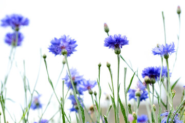 blue cornflowers isolated on white sky. natural floral background