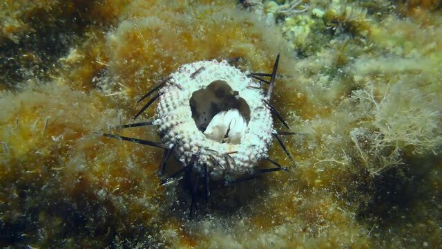 Dead Sea Urchin, eaten by fish and worms to a calcareous skeleton on the seabed.
