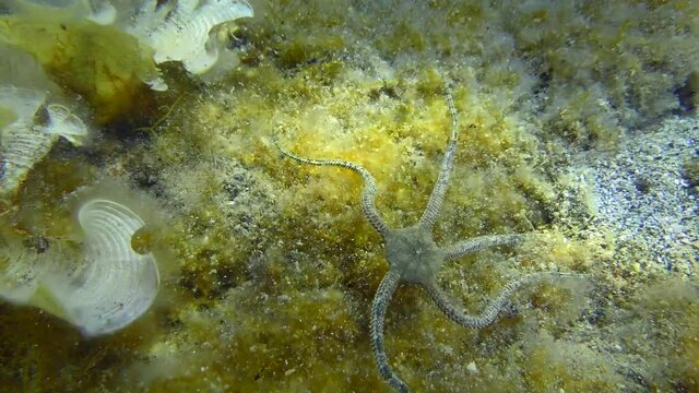 Brittle Star is crawling along seabed overgrown with brown algae. Mediterranean.