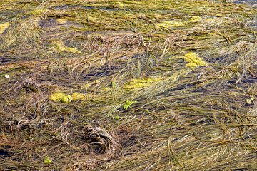 green Aquatic plants floating on the Ebro river in Zaragoza city, spain
