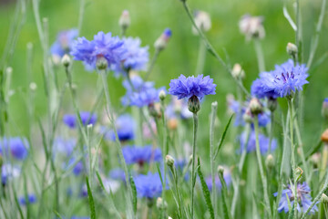 field of flowering cornflowers, summer meadow of blue cornflowers. natural floral background. close-up