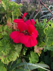 Close-up of Horseshoe Geranium Flower
