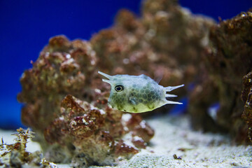 horned fishfish swims at the bottom of the aquarium among the stones