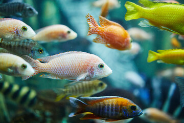 A family of ray-finned fishes from the order of cichlids swim in an aquarium