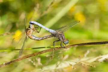Keeled skimmer, Orthetrum coerulescens, male and female copulating on green background.