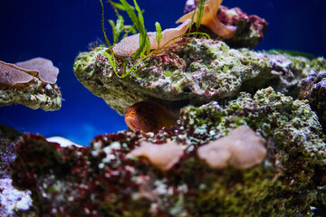 a small fish hid in the corals at the bottom of the aquarium
