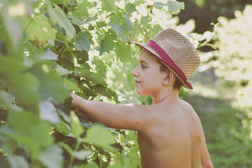 Beautiful smiling cute  boy having Fun at a vineyard eating a grape during the summer vacation