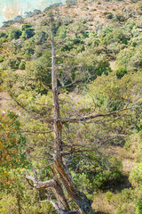 Fototapeta premium Dry Tall pine against a background of sky and mountains. Pinus b