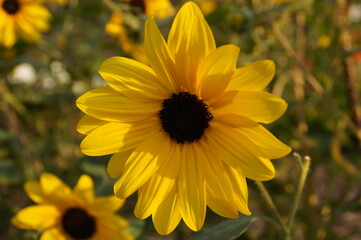yellow flowers in the garden