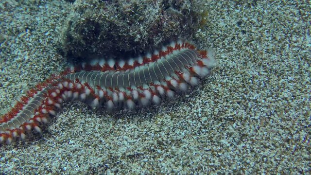 Bearded fireworm or Bearded fire worm (Hermodice carunculata) is slowly crawling along the sandy bottom.