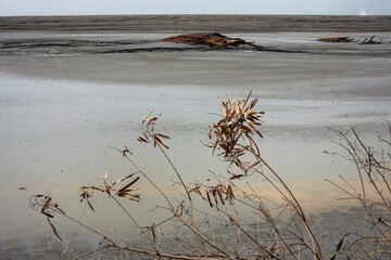 Lake of dry mud formed from a mud volcano eruption with dead plant in foreground in Sidoarjo, East Java, Indonesia. Natural disaster in oil and gas industry and geology. No people. 