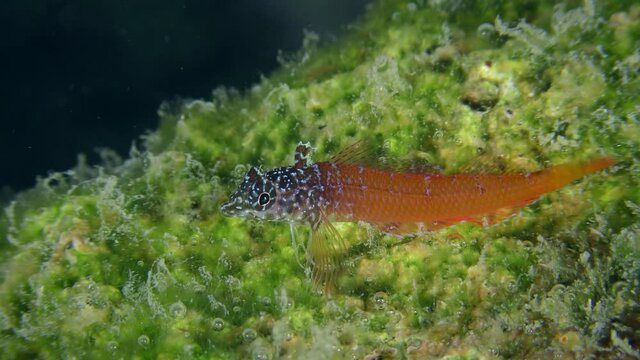 Bright red male Black Faced Blenny (Tripterygion melanurum) on a rock overgrown with green algae, extreme close-up. Mediterranean, Greece.