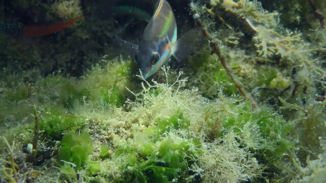 African rainbow wrasse or Mediterranean rainbowfish (Coris julis) searches for food on a rock covered with algae, close-up. Mediterranean, Greece.