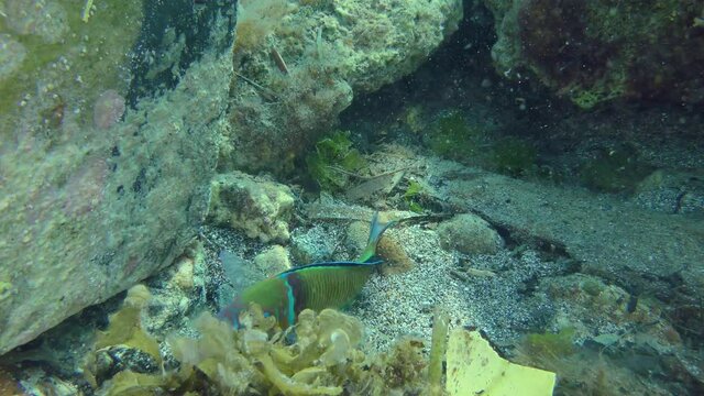 African rainbow wrasse or Mediterranean rainbowfish (Coris julis) raises mud from the bottom to attract the attention of Red Sea goatfish (Parupeneus forsskali) to search for food.