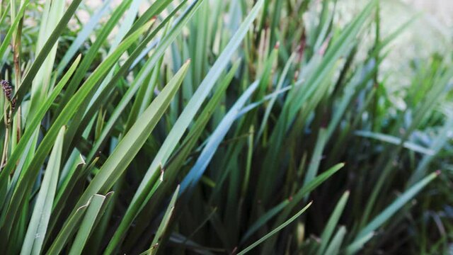 close-up of native Australian Daniella Tasmanica flax-lily grass outdoor