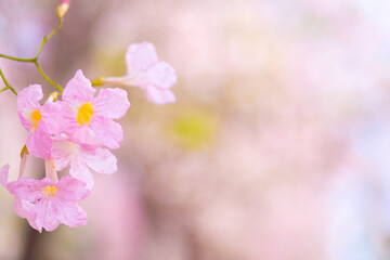 Fototapeta na wymiar Pink flower Chompoo Pantip blossom With the blur background.in Nakhon Pathom province,