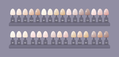 Tooth anatomy chart. Vector biomedical illustration. Teeth shade guide for whitening and treatment isolated on white background. Design for dental oral healthcare, dentistry - obrazy, fototapety, plakaty