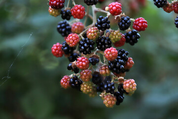 Ripe and red blackberries on the berry plantation