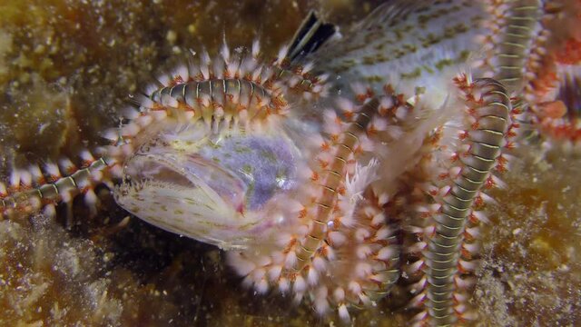 Marine life: Many Bearded fireworms (Hermodice carunculata) gathered on the body of the dead fish, close-up. Poisonous bristles of fireworms that break off easily and are noticeable.