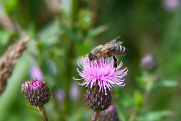 ape fiori fiore miele 