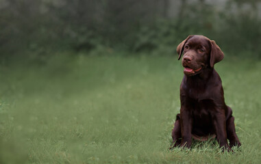 dog labrador sitting on the grass. copy space