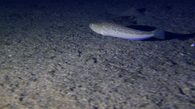 Marine life: Greater weever (Trachinus draco) slowly swims over a sandy bottom, then sinks to the bottom.